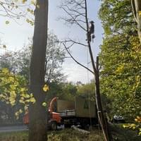 Removal of dead trees along the A148 near kings lynn