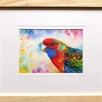 Young Crimson Rosella 30x36cm : $350 Young Crimson Rosella 30x36cm : $350