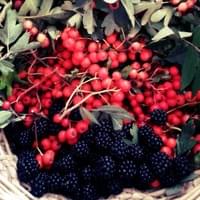 Autumn Foraging Walk Autumn Foraging Walk
