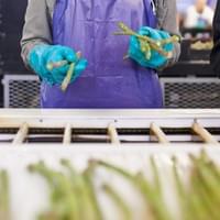 IQF Frozen Green Asparagus IQF Frozen Green Asparagus