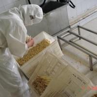 IQF frozen white asparagus IQF frozen white asparagus