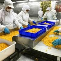 IQF Frozen Yellow Peaches IQF Frozen Yellow Peaches