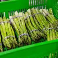 IQF Frozen Green Asparagus IQF Frozen Green Asparagus