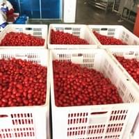 IQF frozen cherry tomatoes IQF frozen cherry tomatoes