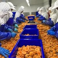 IQF Frozen Apricot Factory IQF Frozen Apricot Factory