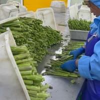 IQF Frozen Green Asparagus IQF Frozen Green Asparagus