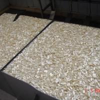 IQF frozen white asparagus IQF frozen white asparagus