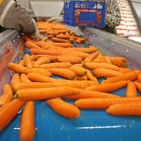 Frozen Carrots Production Line Frozen Carrots Production Line