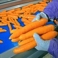 IQF Carrots Processing Plant IQF Carrots Processing Plant