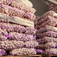 Frozen Garlic Raw Material Frozen Garlic Raw Material