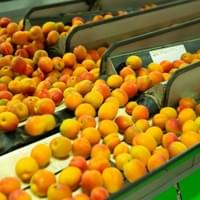 IQF Frozen Apricot Supplier IQF Frozen Apricot Supplier