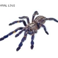 Terminal Legs Terminal Legs