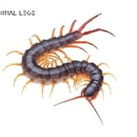 Terminal Legs Terminal Legs