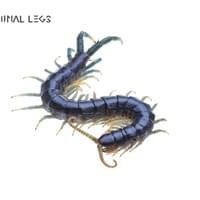 Terminal Legs Terminal Legs