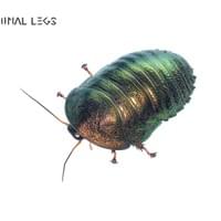 Terminal Legs Terminal Legs