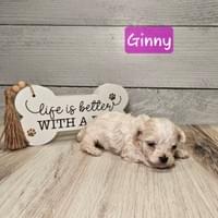 Female Maltipoo - SAVE $200!! Female Maltipoo - SAVE $200!!