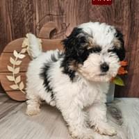 Female tri-colored maltipoo Female tri-colored maltipoo
