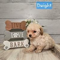 Male Maltipoo - SAVE $200 NOW! Male Maltipoo - SAVE $200 NOW!