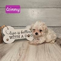 Female Maltipoo - $1,800 Female Maltipoo - $1,800