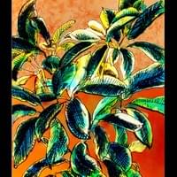 Umbrella plant Umbrella plant