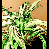 Hemerocallis Hemerocallis