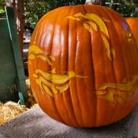 Dolphins 1 Dolphins 1