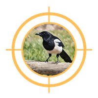 BLACK-BILLED MAGPIE BLACK-BILLED MAGPIE