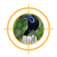 COMMON GRACKLE COMMON GRACKLE