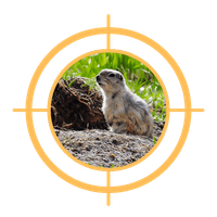 RICHARDSON'S GROUND SQUIRREL RICHARDSON'S GROUND SQUIRREL