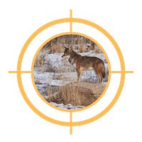 THE COYOTE THE COYOTE