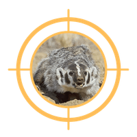 THE BADGER THE BADGER