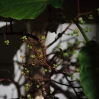 習美堂半日閑人文茶空間 習美堂半日閑人文茶空間