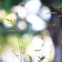 習美堂半日閑人文茶空間 習美堂半日閑人文茶空間