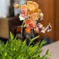 習美堂半日閑人文茶空間 習美堂半日閑人文茶空間