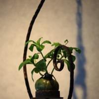 習美堂半日閑人文茶空間 習美堂半日閑人文茶空間