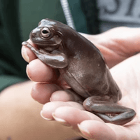 Florence the Tree Frog Florence the Tree Frog