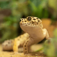 Leo the Leopard Gecko Leo the Leopard Gecko