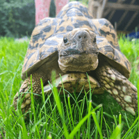 Stanley the Tortoise Stanley the Tortoise