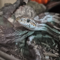 Blossom the Corn Snake Blossom the Corn Snake