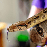 Phish the Boa Phish the Boa