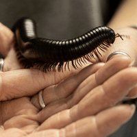 Giant African Millipede Giant African Millipede