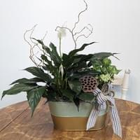 Peaceful Plant Basket $85 Peaceful Plant Basket $85