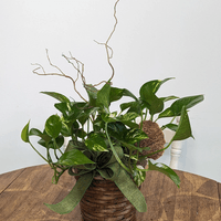 Designer Choice 6" Plant Basket $55 Designer Choice 6" Plant Basket $55