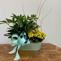 Dish Garden with green and blooming plant $85 Dish Garden with green and blooming plant $85