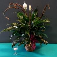 6" Peace Lily $50 and up, 8" Peace Lily $90 and up 6" Peace Lily $50 and up, 8" Peace Lily $90 and up