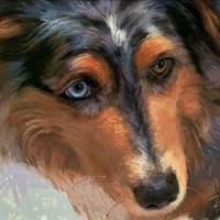 "Aussie Blue Eye" 8x10.5" pastel, framed "Aussie Blue Eye" 8x10.5" pastel, framed