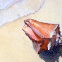 "Conch" 8x10" pastel "Conch" 8x10" pastel