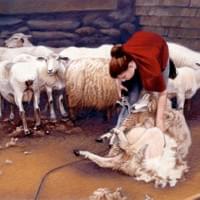 "Fleeced: Watson Farm" 28x21" pastel "Fleeced: Watson Farm" 28x21" pastel