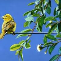 "Goldfinch"  10x8 acrylic/mixed on board "Goldfinch"  10x8 acrylic/mixed on board