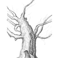 Old Tree - Makrinitsa, Greece Old Tree - Makrinitsa, Greece